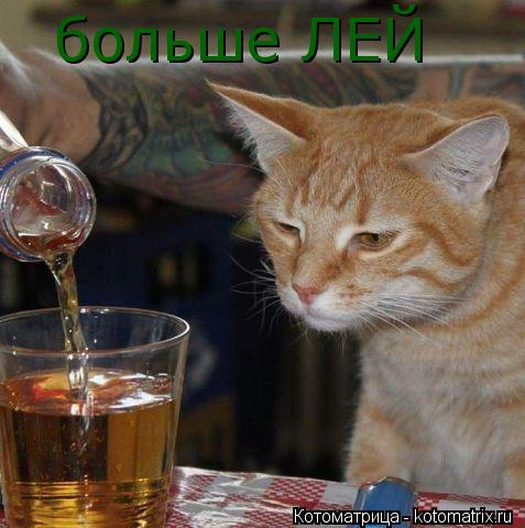 Котоматрица: больше ЛЕЙ