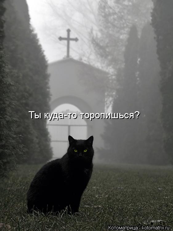 Ты куда-то торопишься?... Котоматрица: Ты куда-то торопишься?
