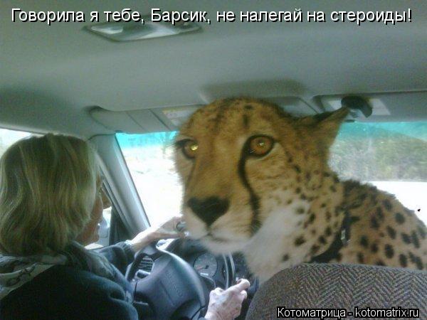 Котоматрица: Говорила я тебе, Барсик, не налегай на стероиды!