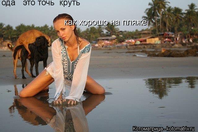 Котоматрица: как хорошо на пляже ода   это точь  круть