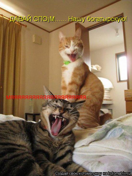 Котоматрица: ДАВАЙ СПОЁМ...... Нашу богатырскую! мяяяяяяяяяяяяяяяяяяяяя...