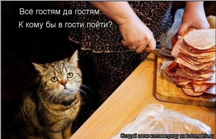 Котоматрица: Всё гостям да гостям... К кому бы в гости пойти?..