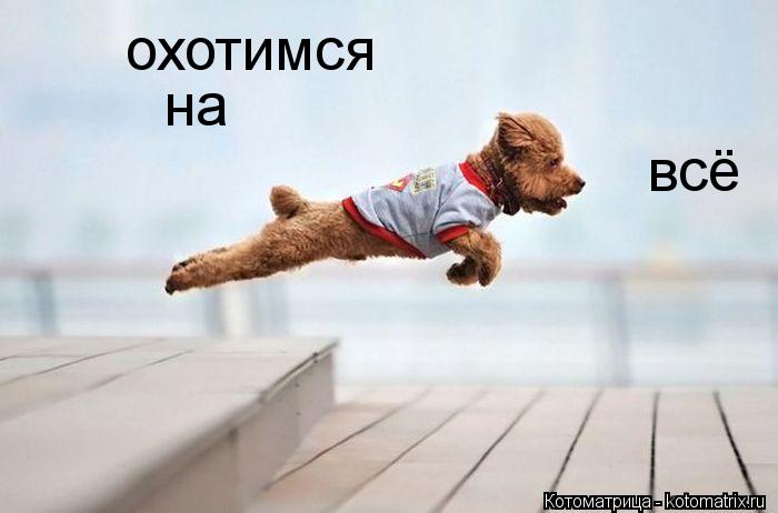 Котоматрица: охотимся на на всё