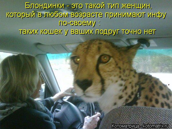 Котоматрица: Блондинки - это такой тип женщин, который в любом возрасте принимают инфу по-своему :  таких кошек у ваших подруг точно нет