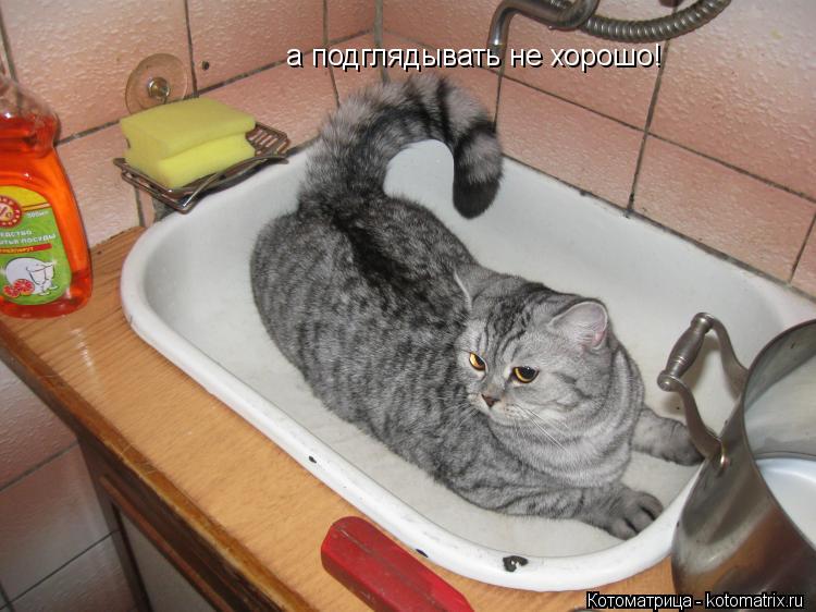 а подглядывать не хорошо!... Котоматрица: а подглядывать не хорошо!