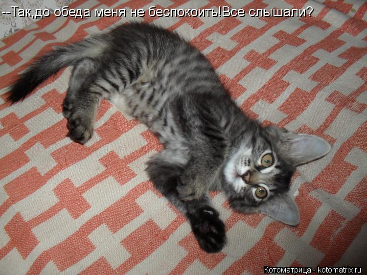 Котоматрица: --Так,до обеда меня не беспокоить!Все слышали?