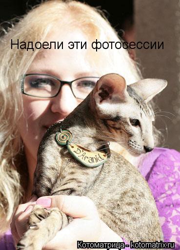 Котоматрица: Надоели эти фотосессии