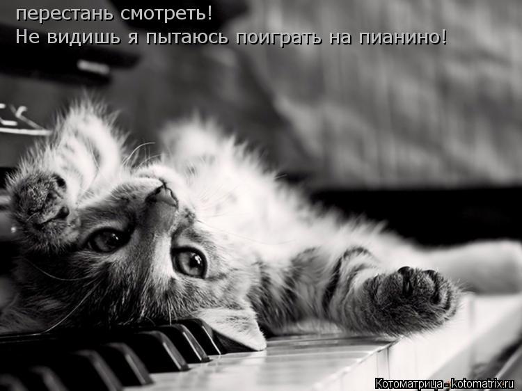 Котоматрица: перестань смотреть! Не видишь я пытаюсь поиграть на пианино!