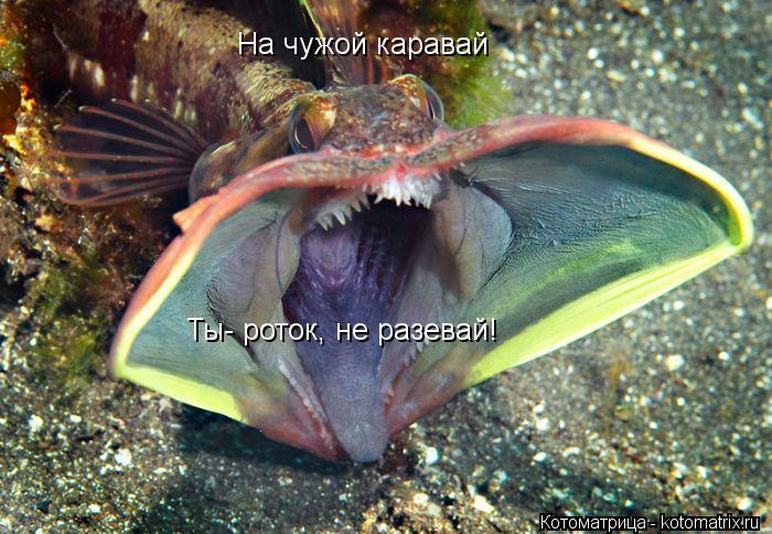 Котоматрица: На чужой каравай Ты- роток, не разевай!