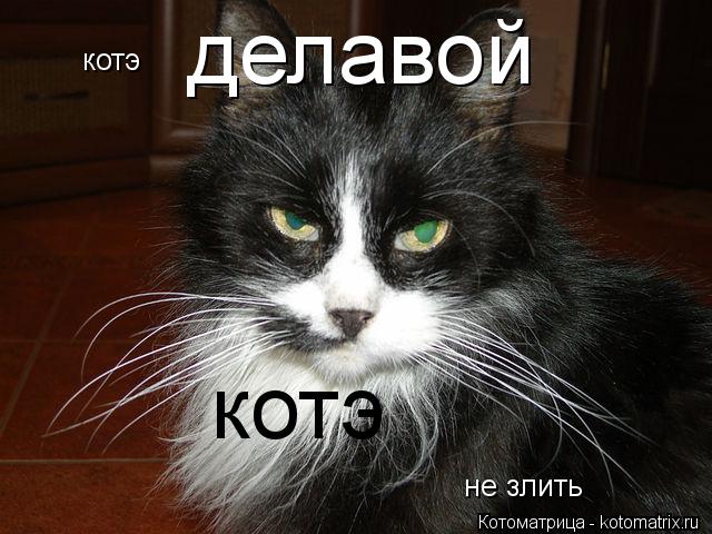 Котоматрица: делавой котэ котэ не злить