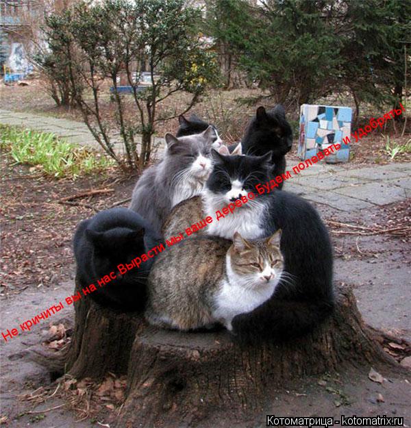 Котоматрица: Не кричиты вы на нас.Вырасти мы ваше дерево.Будем полевать и удобрять!