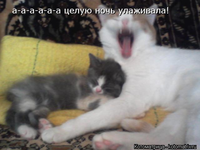 Котоматрица: а-а-а-а-а-а целую ночь улаживала!