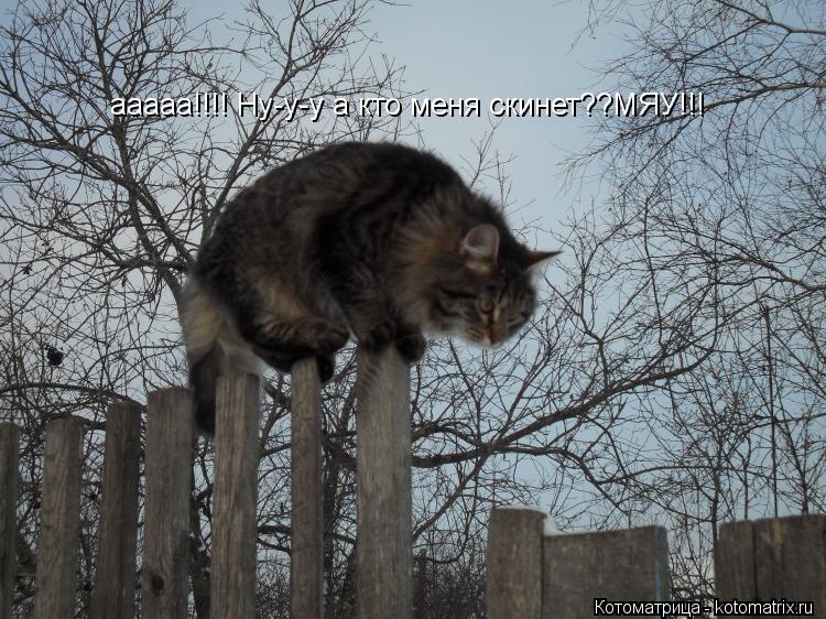 Котоматрица: ааааа!!!! Ну-у-у а кто меня скинет??МЯУ!!!