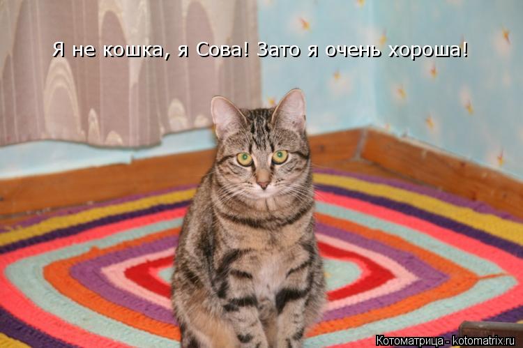 Котоматрица: Я не кошка, я Сова! Зато я очень хороша!