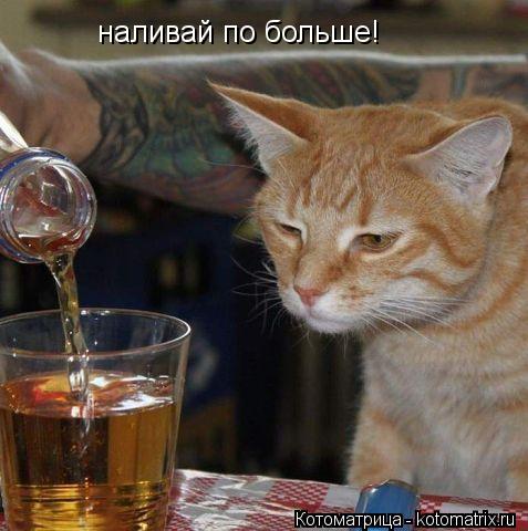 Котоматрица: наливай по больше!