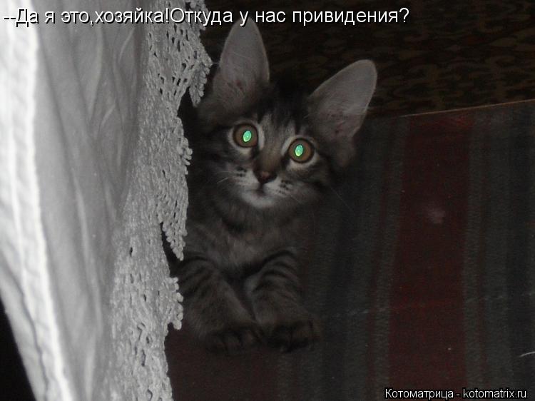 Котоматрица: --Да я это,хозяйка!Откуда у нас привидения?