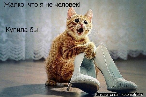 Котоматрица: Жалко, что я не человек! Купила бы!
