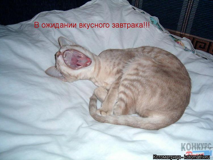 Котоматрица: В ожидании вкусного завтрака!!!