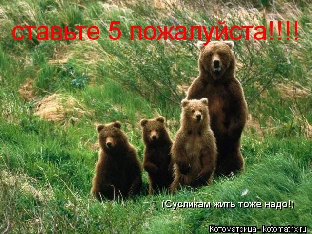 Котоматрица: ставьте 5 пожалуйста!!!! (Сусликам жить тоже надо!)