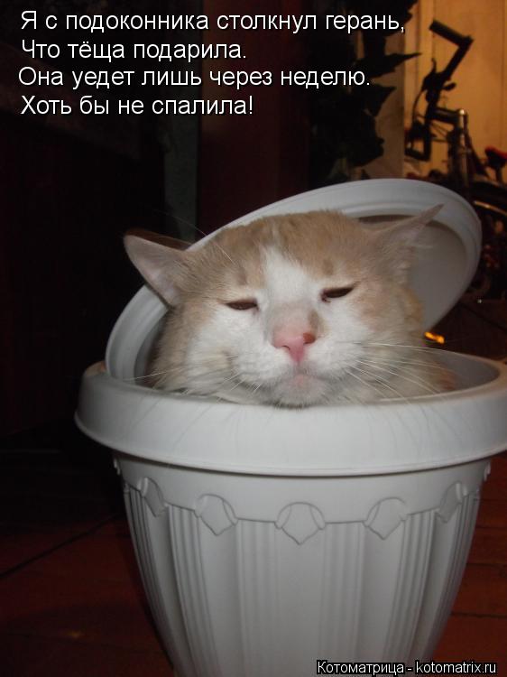 Котоматрица: Я с подоконника столкнул герань, Что тёща подарила. Хоть бы не спалила! Она уедет лишь через неделю.