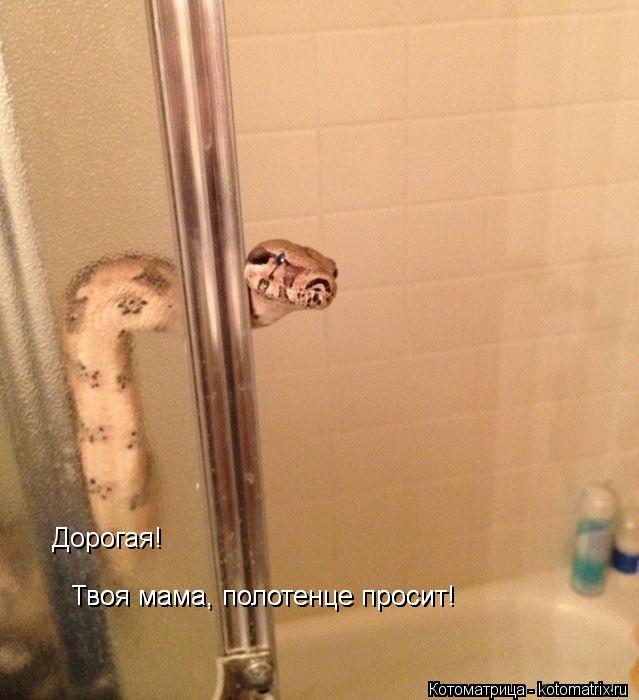 Котоматрица: Дорогая! Твоя мама, полотенце просит! Твоя мама, полотенце просит!