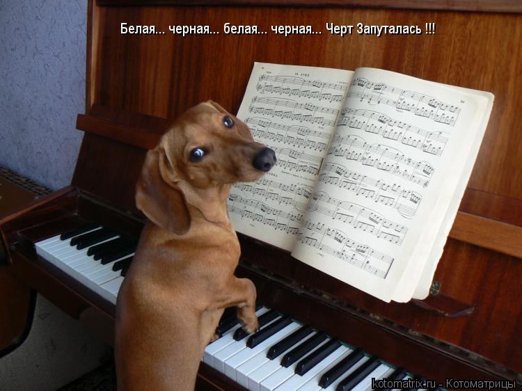 Котоматрица: Белая... черная... белая... черная... Черт Запуталась !!!