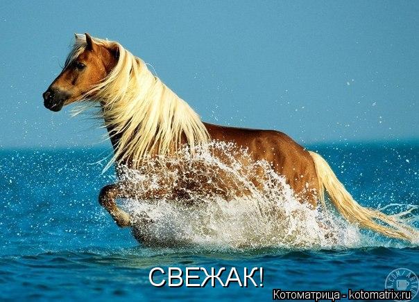 Котоматрица: СВЕЖАК!