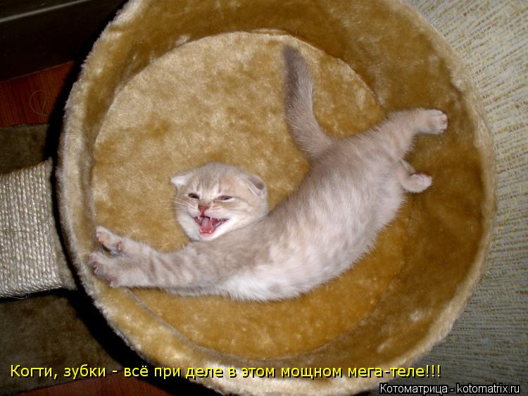 Котоматрица: Когти, зубки - всё при деле в этом мощном мега-теле!!!