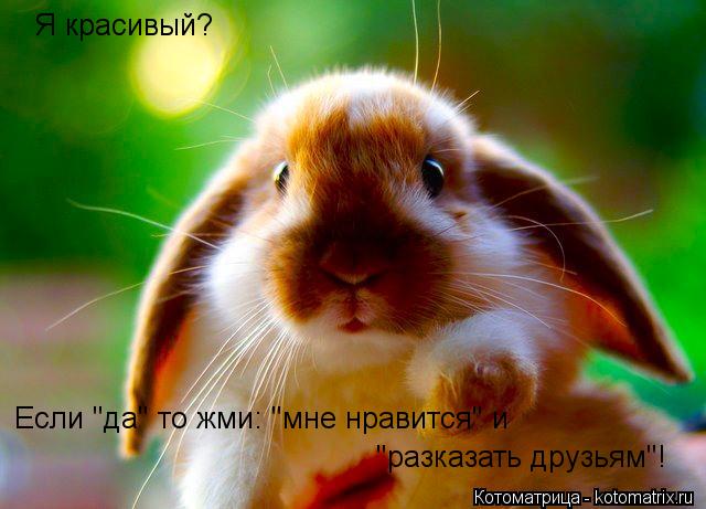 Котоматрица: Я красивый? Если "да" то жми: "мне нравится" и  "разказать друзьям"!