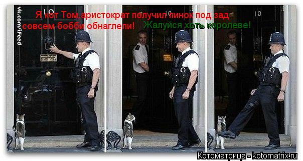 Котоматрица: Я кот Том,аристократ получил пинок под зад совсем бобби обнаглели! Жалуйся хоть королеве!