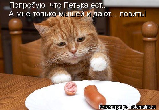 Котоматрица: Попробую, что Петька ест...  А мне только мышей и дают... ловить!