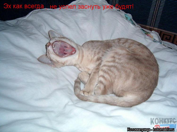 Котоматрица: Эх как всегда , не успел заснуть уже будят!
