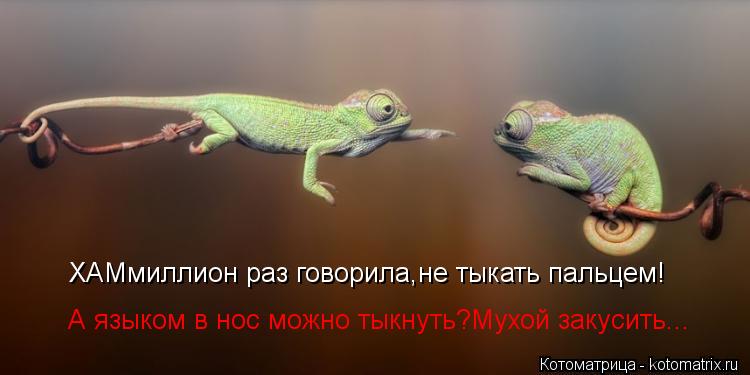 Котоматрица: ХАМмиллион раз говорила,не тыкать пальцем! А языком в нос можно тыкнуть?Мухой закусить...