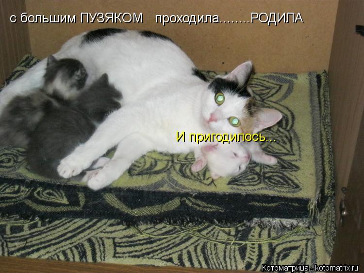 Котоматрица: с большим ПУЗЯКОМ   проходила........РОДИЛА И пригодилось...