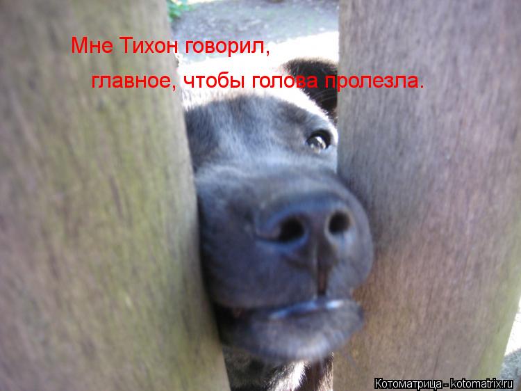 Котоматрица: Мне Тихон говорил,  главное, чтобы голова пролезла.