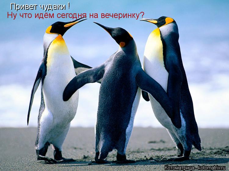 Котоматрица: Привет чудаки ! Ну что идём сегодня на вечеринку?