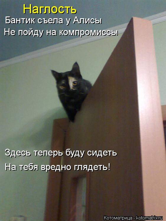 Котоматрица: Бантик съела у Алисы Не пойду на компромиссы Здесь теперь буду сидеть На тебя вредно глядеть! Наглость