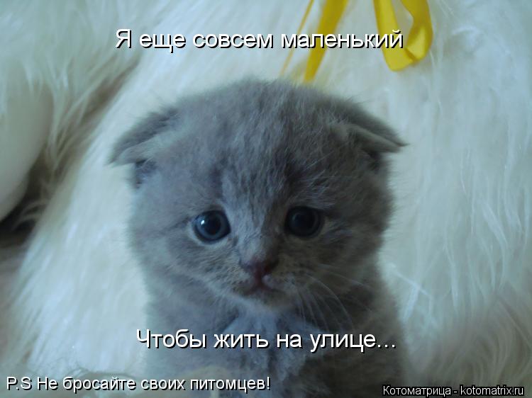 Я еще совсем маленький Чтобы жить на улице... P.S Не бросайте своих питомцев!... Котоматрица: Я еще совсем маленький Чтобы жить на улице... P.S Не бросайте своих питомцев!