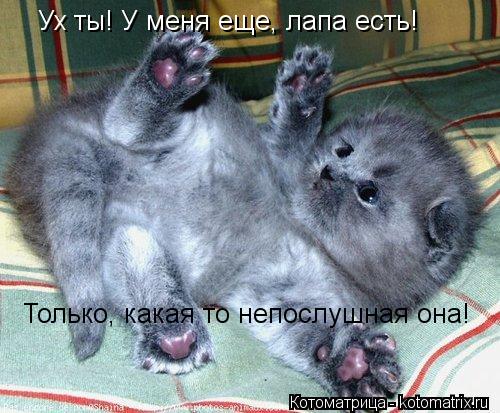 Котоматрица: Ух ты! У меня еще, лапа есть! Только, какая то непослушная она!