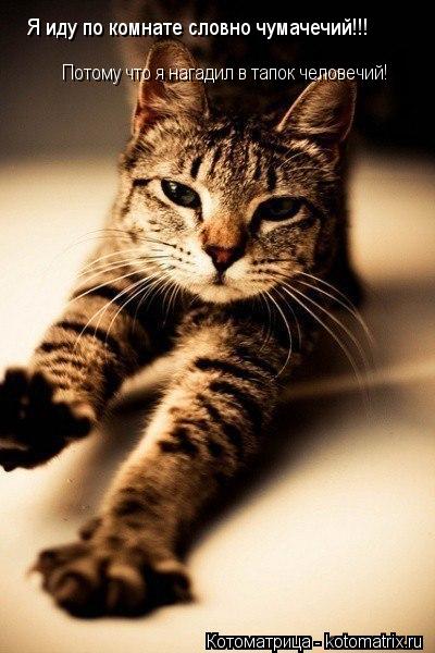 Я иду по комнате словно чумачечий!!! Потому что я нагадил в тапок человечий!... Котоматрица: Я иду по комнате словно чумачечий!!! Потому что я нагадил в тапок человечий!