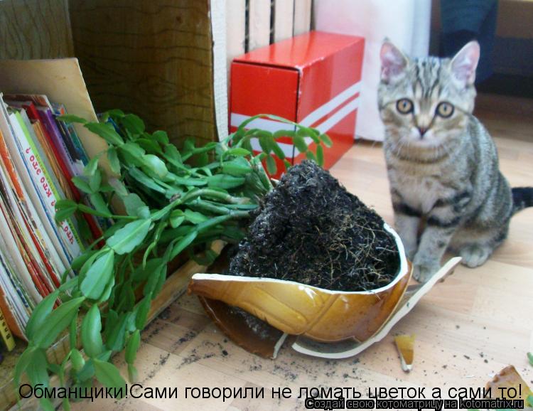 Котоматрица: Обманщики!Сами говорили не ломать цветок а сами то!