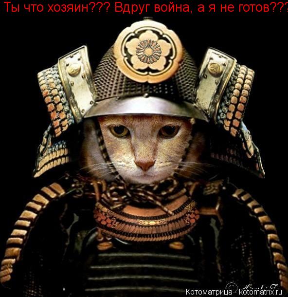 Ты что хозяин??? Вдруг война, а я не готов???... Котоматрица: Ты что хозяин??? Вдруг война, а я не готов???