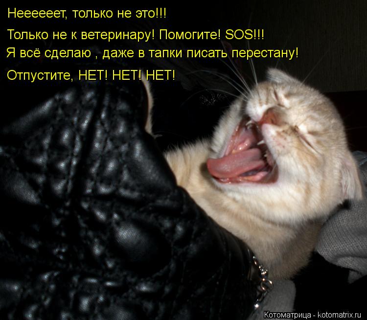 Котоматрица: Неееееет, только не это!!! Только не к ветеринару! Помогите! SOS!!! Я всё сделаю , даже в тапки писать перестану! Отпустите, НЕТ! НЕТ! НЕТ!