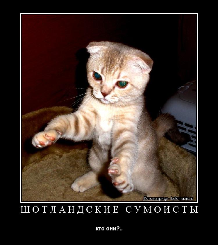 Котоматрица: Шотландские сумоисты кто они?..
