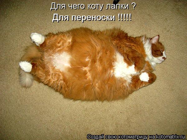 Котоматрица: Для чего коту лапки ? Для переноски !!!!!