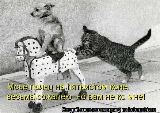 Котоматрица: весьма сожалею, но вам не ко мне! Мсье принц на пятнистом коне,