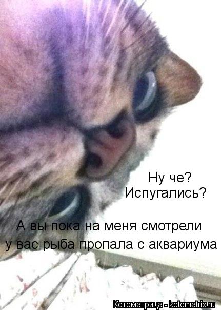 Котоматрица: Ну че? Испугались? А вы пока на меня смотрели у вас рыба пропала с аквариума