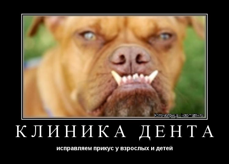 Котоматрица: клиника ДЕНТА исправляем прикус у взрослых и детей