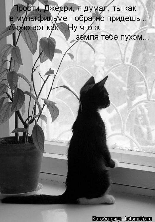 Котоматрица: Прости, Джерри, я думал, ты как в мультфильме - обратно придёшь... А оно вот как... Ну что ж,  земля тебе пухом...