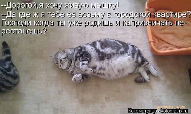 Котоматрица: --Дорогой,я хочу живую мышку! --Да где ж я тебе её возьму в городской квартире? Господи,когда ты уже родишь и капризничать пе- рестанешь?